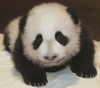 گالری عکس پاندا-عکس از بچگی پاندا